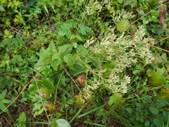 Eupatorium rotundifolium