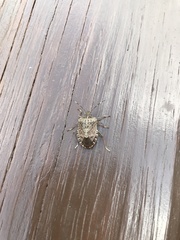 Halyomorpha halys