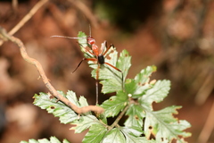 Leptomyrmex tibialis