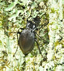Carabus goryi