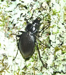 Carabus goryi