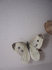Pieris rapae