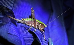 Atlanticus monticola