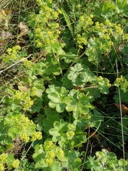 Alchemilla tubulosa