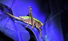 Atlanticus monticola