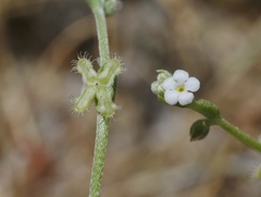 Pectocarya penicillata