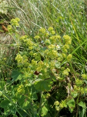 Alchemilla tubulosa