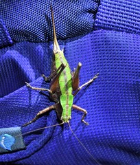 Atlanticus monticola