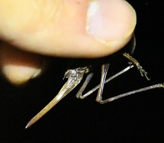 Atlanticus monticola