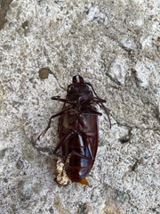 Stenodontes exsertus