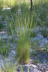 Aristida stricta