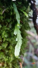 Notogrammitis billardierei