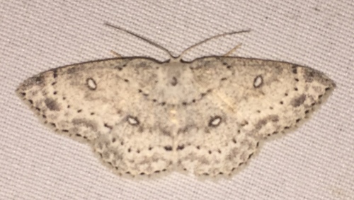 Sweetfern Geometer Moth