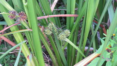 Sparganium erectum erectum