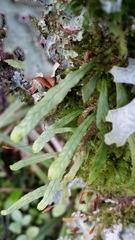 Notogrammitis billardierei