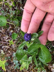 Gentiana platypetala