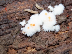 Tachycines asynamorus