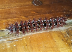 Ormiscodes cinnamomea