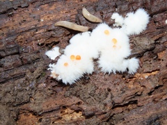 Tachycines asynamorus