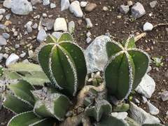 Lophocereus marginatus
