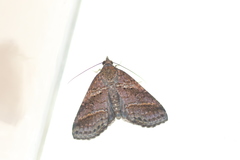Stictopterinae