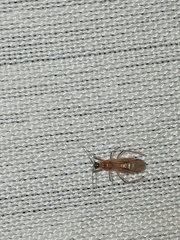 Saicinae