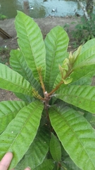 Magnoliopsida
