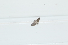 Rhimphalea