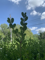 Buxus microphylla