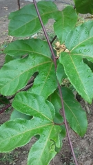 Passiflora edulis