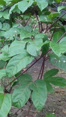 Passiflora edulis