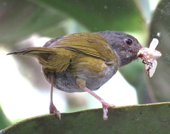Chlorospingus semifuscus