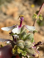 Anisodontea reflexa