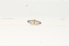 Dilophodes elegans