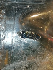 Diathrausta