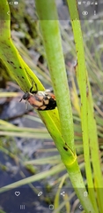 Macrosiagon octomaculata