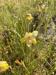 Cyanella alba flavescens
