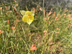 Cyanella alba flavescens