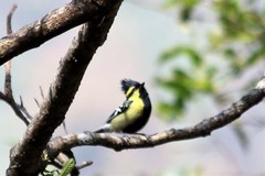 Machlolophus xanthogenys