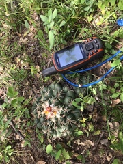 Coryphantha elephantidens