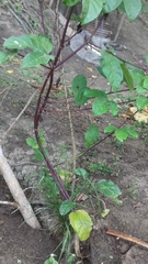 Passiflora edulis