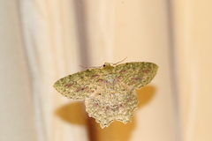 Herochroma baibarana