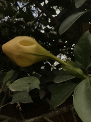 Solandra