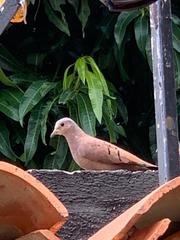Columbina talpacoti