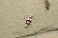 Cyana cruentata