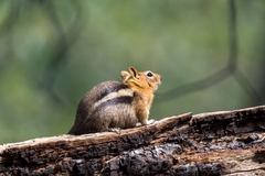 Callospermophilus lateralis bernardinus