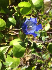 Gentiana platypetala