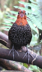 Acropternis orthonyx