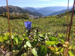 Gentiana platypetala