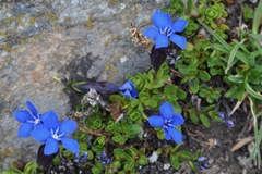 Gentiana bavarica subacaulis